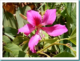 DSCF1662