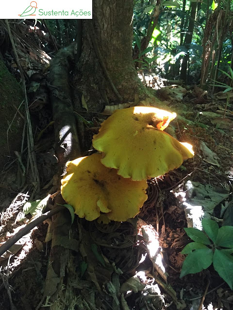 Cogumelos amarelos no Morro do Sapo