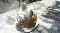 Menjejaki Potensi dan Bahan Baku Souvenir Kerang Laut di Pesisir Pantai Batangmata