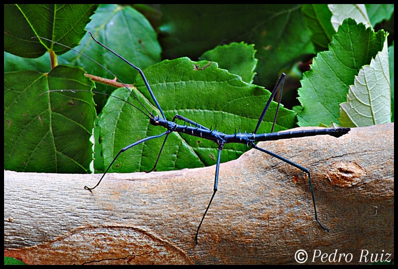 Macho adulto de Acanthomenexenus polyacanthus (coloración azul), 5 cm de longitud