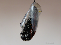 Female Monarch emerging, abdomen getting looser inside chrysalis envelope - © Denise Motard