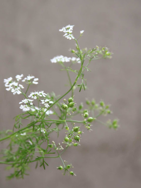 Flores y Semillas de Cilantro - Como Cultivar Cilantro en Macetas ¿Por donde empezar?