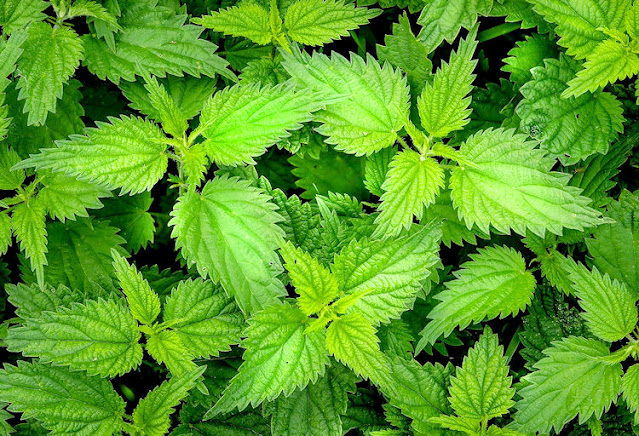 Young Nettle Leaves