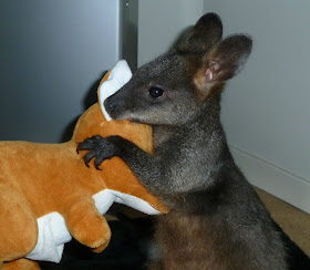 baby wallaby holding stuffed wallaby, funny animal pictures of the week
