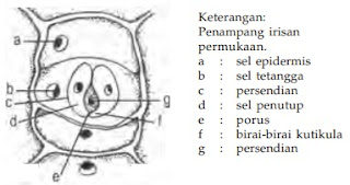 Fungsi Stomata Pengertian Gambar  Stomata Trikoma