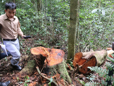 Một thân cây gỗ có đường kính gần 60 cm bị lâm tặc dùng cưa máy hạ gục vẫn còn ứa "máu".