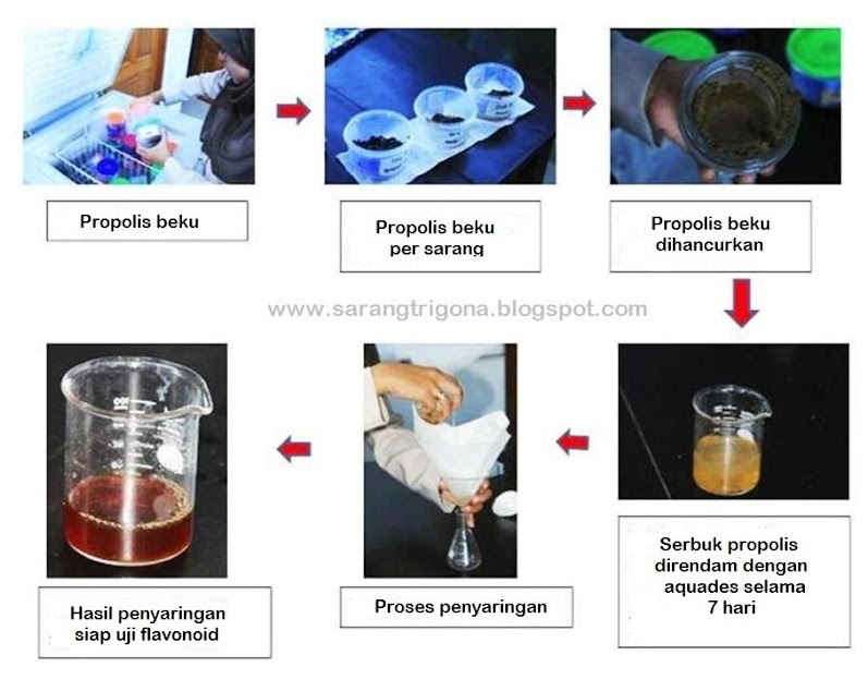 ekstraksi_propolis