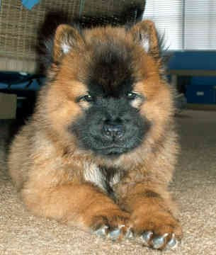 Free Chow Chow Picture