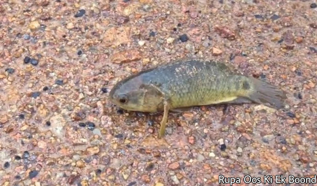 क्लाइंबिंग पर्च फिश (जमीन पर चलने वाली मछली) । Climbing Perch Fish