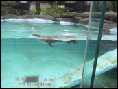 otters