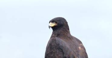 Birds of India  Bird World: Black eagle