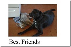 bestbuds