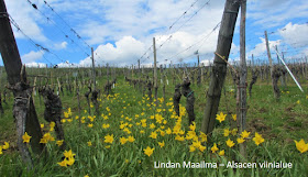 Viinitarha Alsacen viinireitillä Ranskassa Mittelbergheim