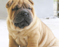 Puppies