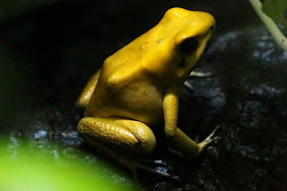 Golden poison frog