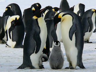 Pinguin Berkembang Biak