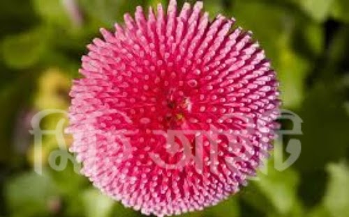 পৃথিবীর সবচেয়ে রহস্যময় ফুলের পিক