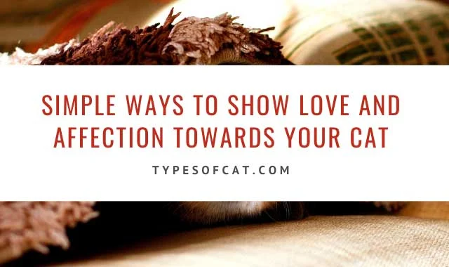 Simple ways to show love and affection towards your cat