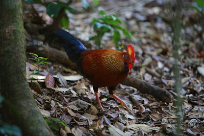 Makanan ayam hutan 