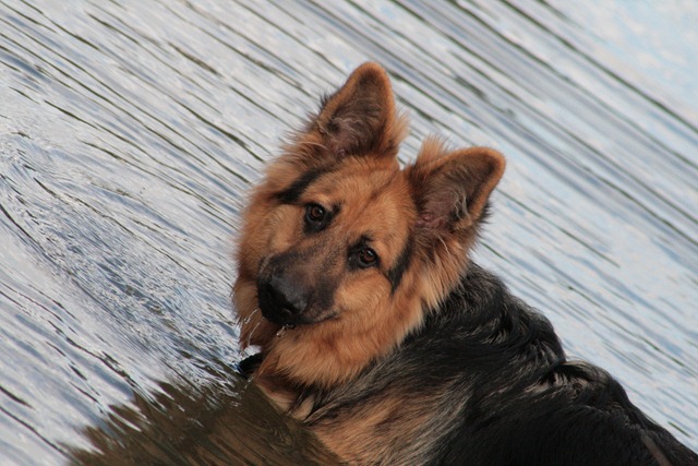 finnswim