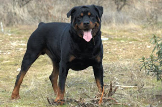 Rottweiler Wallpapers