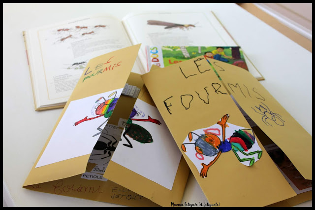 lapbook fourmis coschooling ief