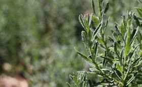 Lavender Flowers