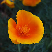 Take a hike with wildflower experts