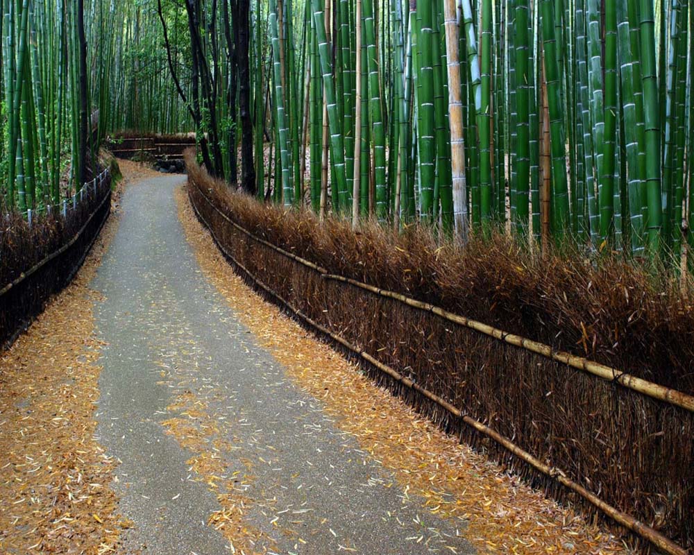 Keindahan Taman Bambu  Arashiyama di  Kyoto Jepang 