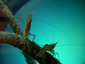 http://advocate.gaalliance.org/microencapsulated-organic-acids-aid-shrimp-culture/