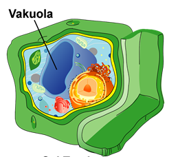 Makalah Biologi Sel Sistem Endomembran Perbedaan Sel 