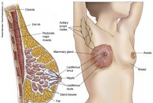 How To Cure Breast Cancer With Herbal Concoction Of Curcuma