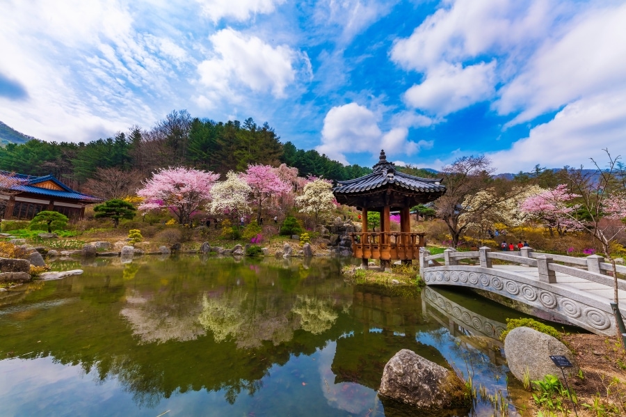 غيونغجو  تفتح أزهار الكرز في كوريا الجنوبية 2023