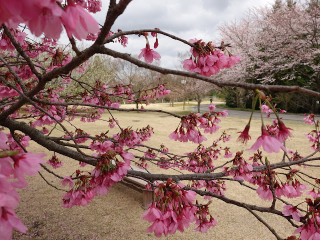 とっとり花回廊　桜の広場　満開の河津桜