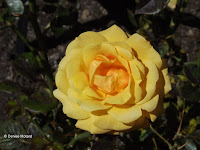 Amber Flush rose - Wellington Botanic Garden, New Zealand