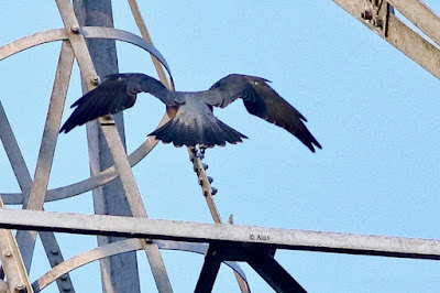 Peregrine Falcon (Shaheen)