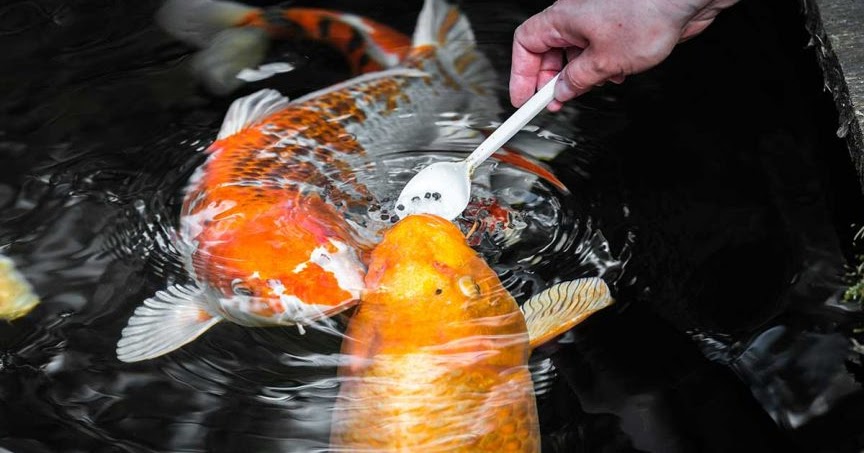 Pakan  Pelet Ikan  Koi  Import Yang Berprotein Tinggi
