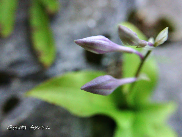 Hosta longipes