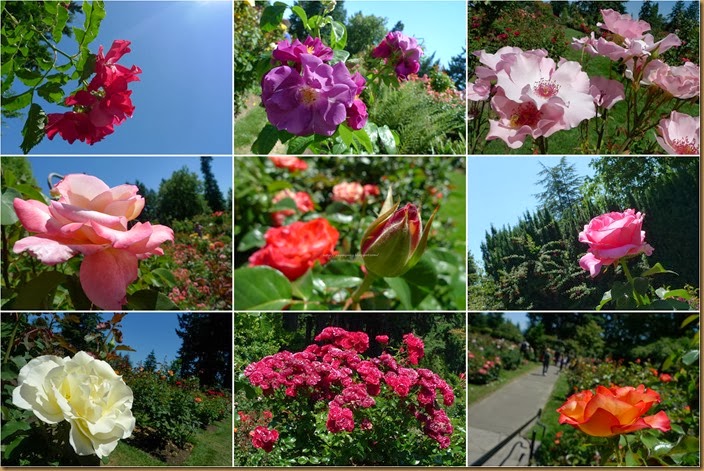 roses