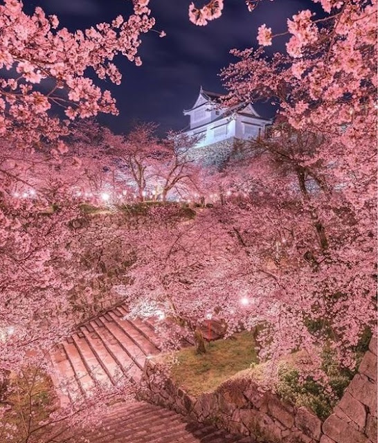日本京都夜櫻