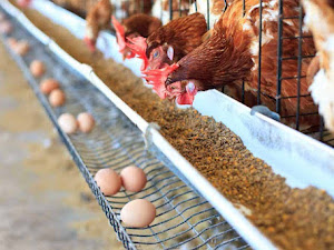 Cara Kekinian Ternak Ayam Petelur, Mudah dan Menguntungkan