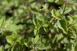 4-month-old oregano grown from a cutting