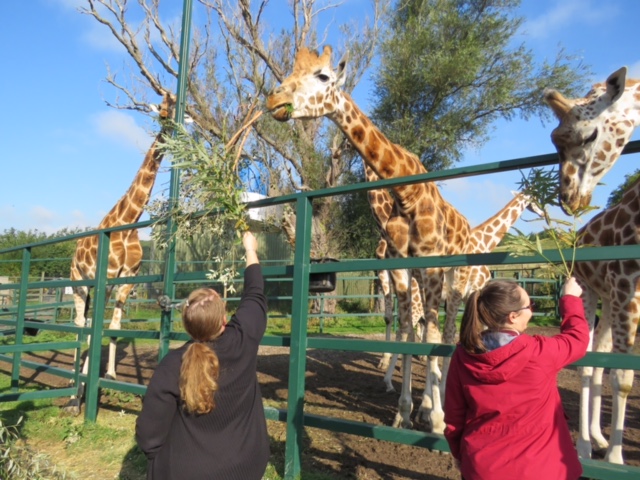 Take a look round the amazing Giraffe Lodge and UK safari experience at Port Lympne Reserve in Kent. An amazing stay for any couple wanting a unique and romantic break.