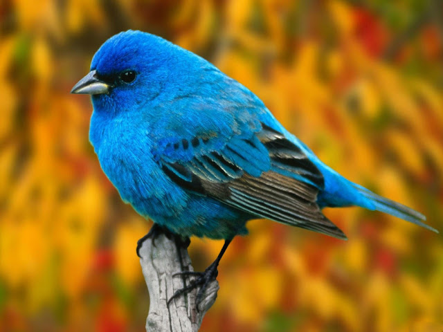 Blue Bird Wallpaper