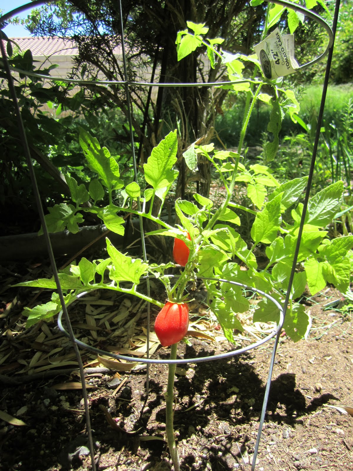 How to Grow Tomatoes {Garden & Recipe} - Wendys Hat