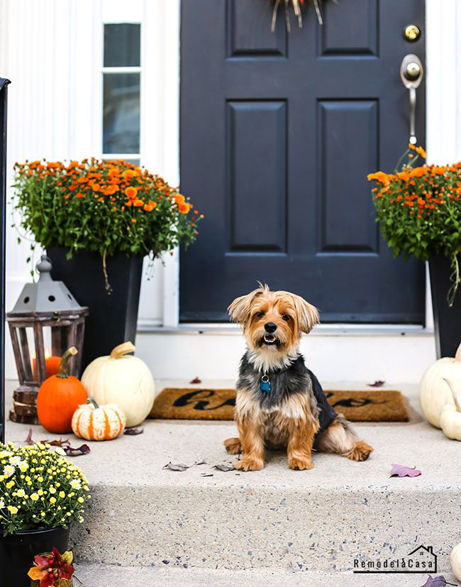 Yorkie on front stoop for Fall