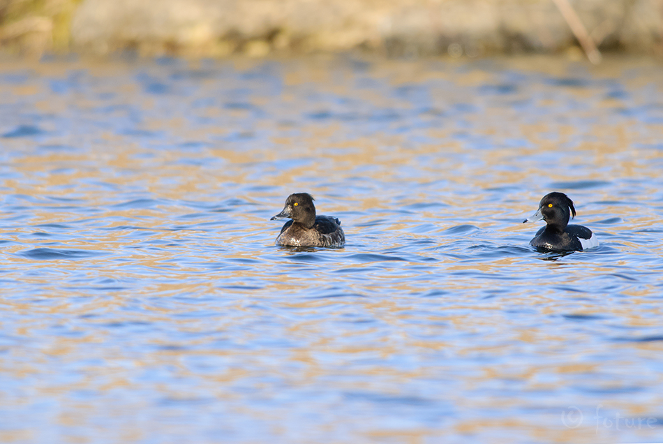 Tuttvart, Aythya fuligula, Tufted Duck, Pochard, vart