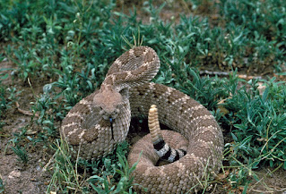 Facts about Rattlesnake