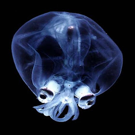 Glass Squid