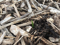 february crocus emerge